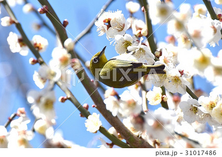 東京三鷹の野鳥 三鷹中原に咲いたハクバイの蜜を吸うメジロ 東京三鷹の野鳥 三鷹中原に咲いたハクバイの蜜を吸うメジロ 31017486