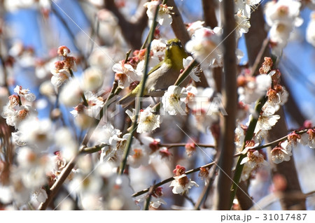 東京三鷹の野鳥 三鷹中原に咲いたハクバイにとまるメジロ 31017487