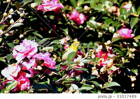 東京三鷹の野鳥 三鷹中原のメジロとヤブツバキ 東京三鷹の野鳥 三鷹中原のメジロとヤブツバキ 31017489