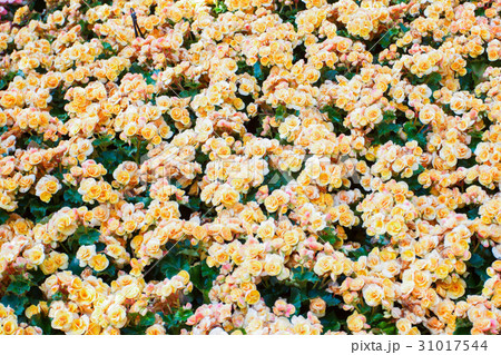 Beautiful yellow flower background 31017544
