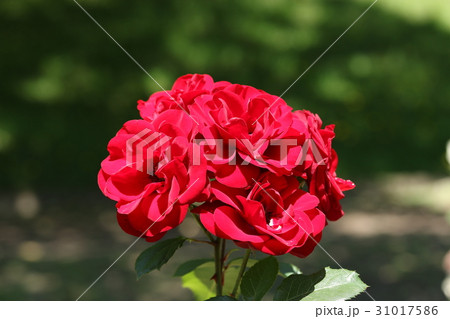 バラ/ラバグルート バラ/ラバグルート 31017586