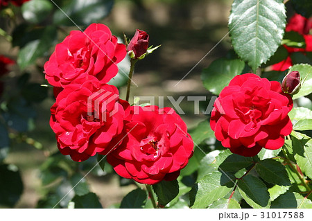 バラ／ラバグルート 31017588