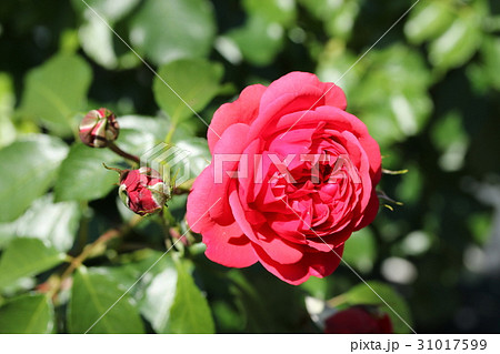 バラ／ジークフリート 31017599