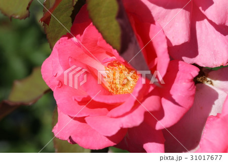 バラ/ラディアント・パフューム バラ/ラディアント・パフューム 31017677