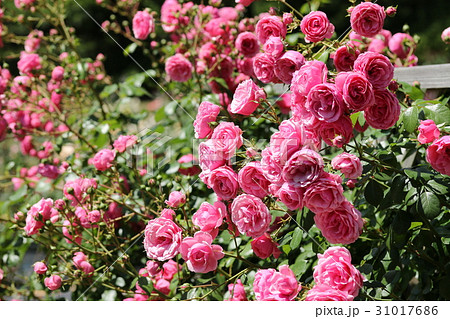 バラ／シュネー・バルツァー 31017686