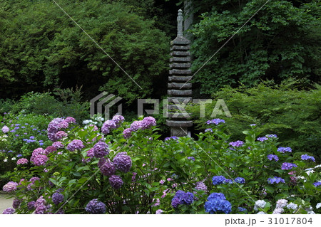 岩船寺 紫陽花と十三重石塔 岩船寺 紫陽花と十三重石塔 31017804