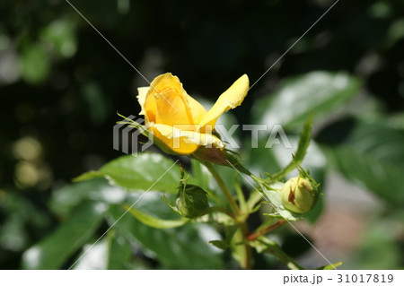 バラ／ユリイカ 31017819