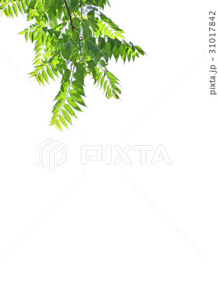 ニワウルシ（庭漆） 31017842