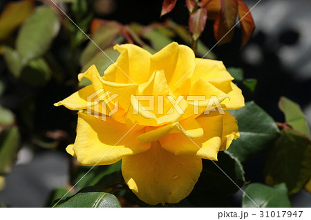 バラ／ヘンリー・フォンダ 31017947