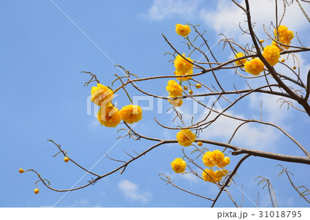Cochlospermum regium flower on blue sky . Cochlospermum regium flower on blue sky . 31018795