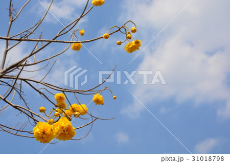 Cochlospermum regium flower on blue sky . Cochlospermum regium flower on blue sky . 31018798