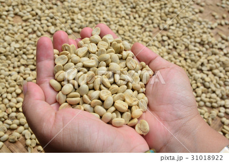 drying coffee beans (parchment coffee) in hand drying coffee beans (parchment coffee) in hand 31018922
