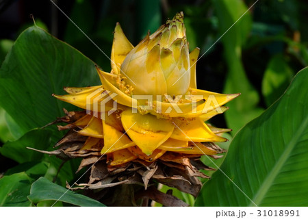 Golden Lotus, Dwarf Banana, Musella lasiocarpa Golden Lotus, Dwarf Banana, Musella lasiocarpa 31018991