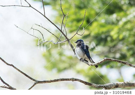 オオルリ 31019468