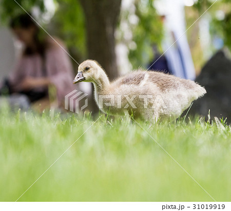 Canada goose, Branta canadensis Canada goose, Branta canadensis 31019919