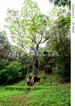 武雄の大楠　佐賀県 31020001