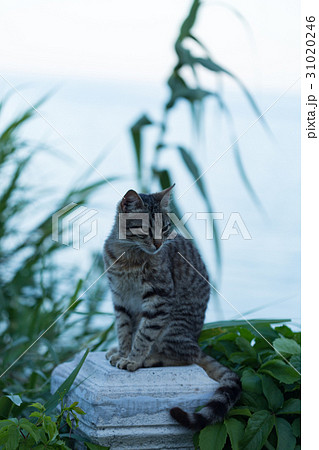 Gray striped cat sitting on stone column pillar Gray striped cat sitting on stone column pillar 31020246