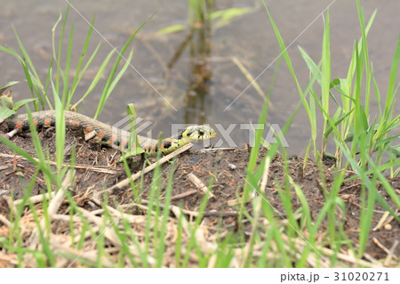 ヤマカガシ ヤマカガシ 31020271