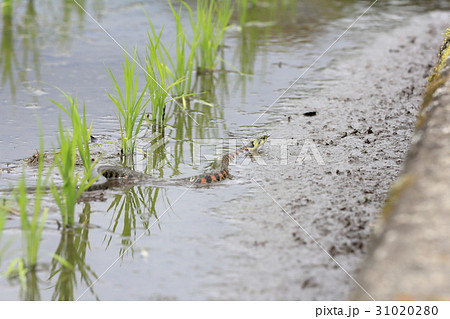 ヤマカガシ 31020280