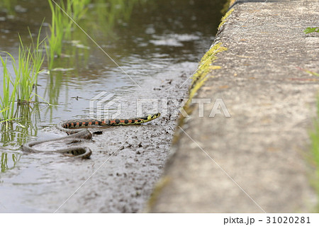 ヤマカガシ ヤマカガシ 31020281