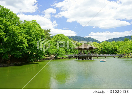 奈良公園・新緑の浮見堂８ 31020458
