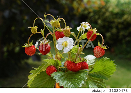 ワイルドストロベリーの赤い実と白い花 ワイルドストロベリーの赤い実と白い花 31020478