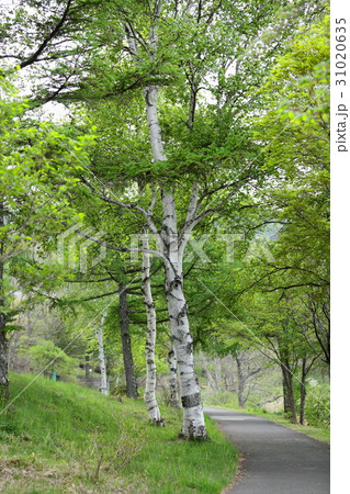 白樺の道 白樺の道 31020635