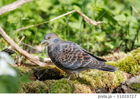 キジバト turtle dove キジバト turtle dove 31020727