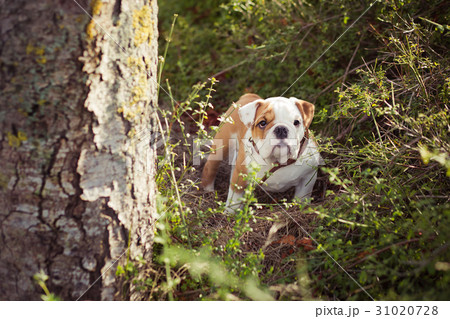 English puppy Bulldog Dog at the forest summer 31020728