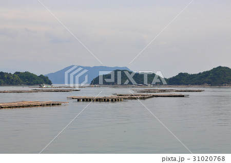 瀬戸内海の牡蛎の養殖 31020768