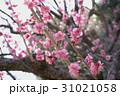 梅 31021058