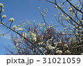 梅 31021059
