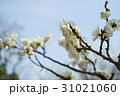 梅 31021060