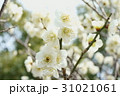 梅 31021061