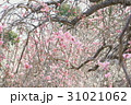 梅 31021062