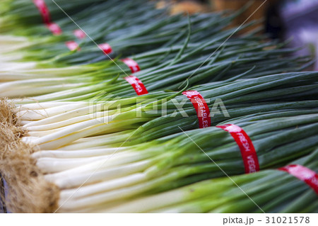野菜 ベジタブル 青菜 31021578