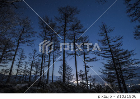 夜の針葉樹林 夜の針葉樹林 31021906