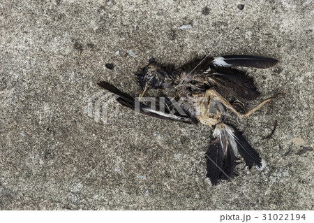 Dead bird on floor Dead bird on floor 31022194