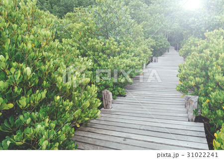 wooden bridge walkway in mangrove forest wooden bridge walkway in mangrove forest 31022241