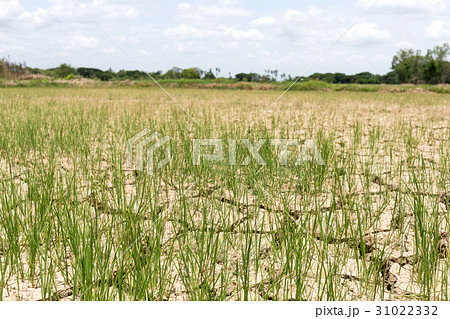 Rice seedlings growing on the barren fields. 31022332