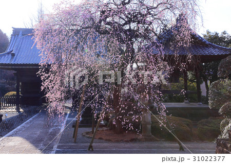 山門と枝垂れ梅のコラボレーション 31022377