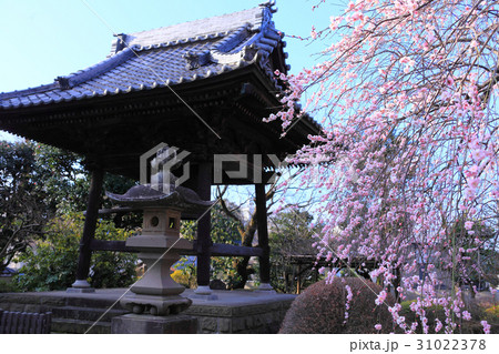 境内の枝垂れ梅と鐘楼 31022378