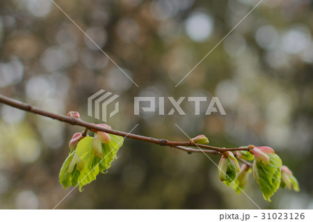 Spring. Linden blossom leaves. Kidneys. Birth. Spring. Linden blossom leaves. Kidneys. Birth. 31023126