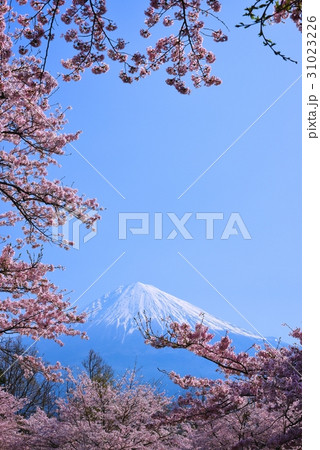 富士山と桜 富士山と桜 31023226