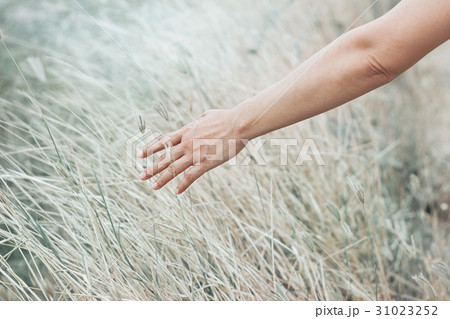Hand touching dry grass in meadow on pastel color Hand touching dry grass in meadow on pastel color 31023252