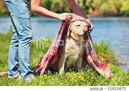 Dog after swimming Dog after swimming 31023873