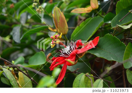 Red Passion Flower, Red Passionflower Red Passion Flower, Red Passionflower 31023973