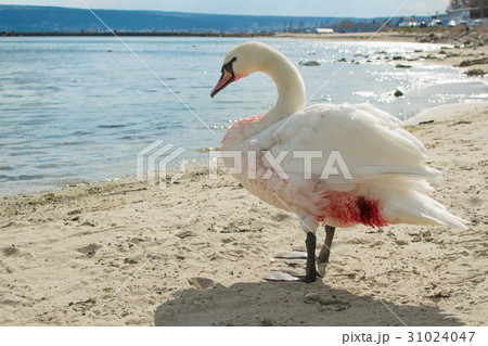 Wounded swan on the beach. Wounded swan on the beach. 31024047