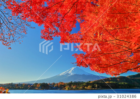 紅葉の河口湖と富士山 31024386