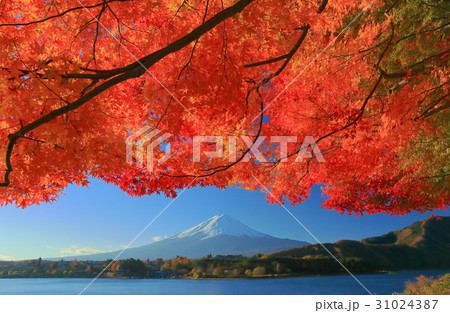 紅葉の河口湖と富士山 31024387